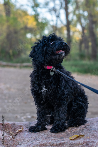 Doodle Puppy on walk