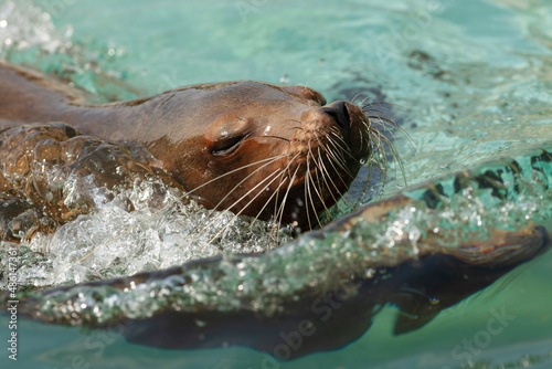 California sea lions are particularly intelligent