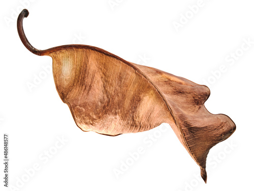 Beautiful wilted dry leaf isolated. White background.