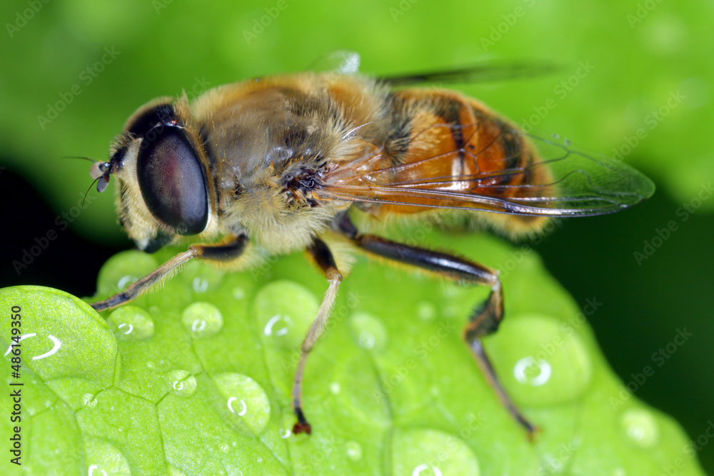 Large hoverfly (Eristalis arbustorum) sitting on a leaf. This insect is very often confused with the honey bee. Large hoverfly (Eristalis arbustorum) sitting on a leaf. This insect is very often confused with the honey bee.