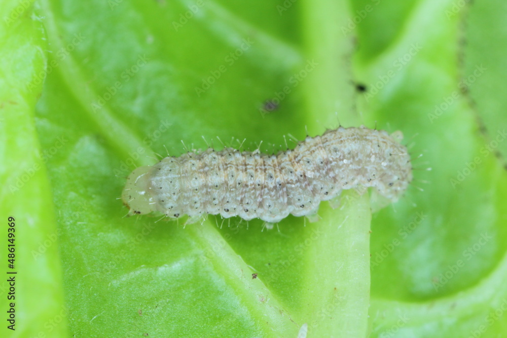 Fototapeta premium A close up image of a young Cabbage Moth caterpillar, Mamestra brassicae consuming a sugar beet leaf.