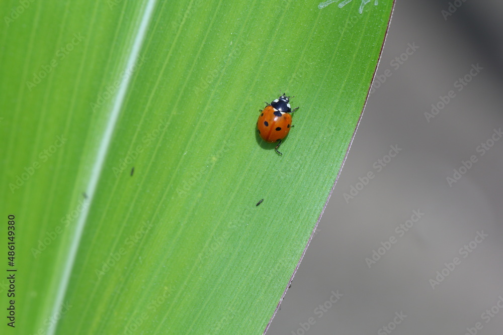 Hippodamia variegata, the Adonis ladybird, also known as the variegated ladybug and spotted amber ladybeetle, is a species of ladybeetle belonging to the family Coccinellidae. Hippodamia variegata, the Adonis ladybird, also known as the variegated ladybug and spotted amber ladybeetle, is a species of ladybeetle belonging to the family Coccinellidae.