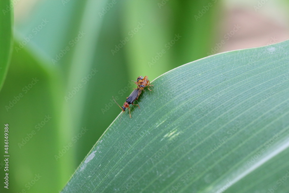 The soldier beetles (Cantharidae) on a corn leaf. They are predators that hunt for plant pests