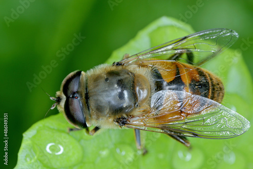 Large hoverfly (Eristalis arbustorum) sitting on a leaf. This insect is very often confused with the honey bee. photo