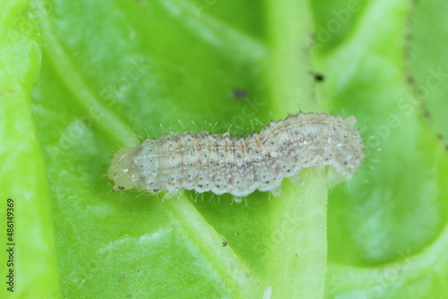 A close up image of a young Cabbage Moth caterpillar, Mamestra brassicae consuming a sugar beet leaf.