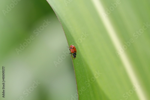 Hippodamia variegata, the Adonis ladybird, also known as the variegated ladybug and spotted amber ladybeetle, is a species of ladybeetle belonging to the family Coccinellidae.