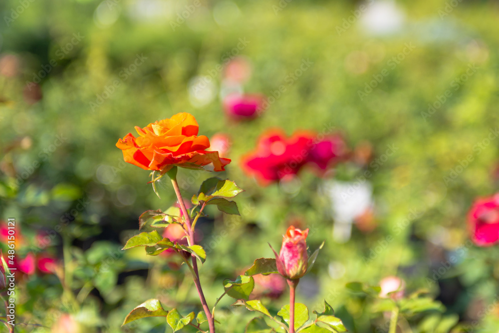 Fototapeta premium A young red rose. The spring riot combined in a rosebud.