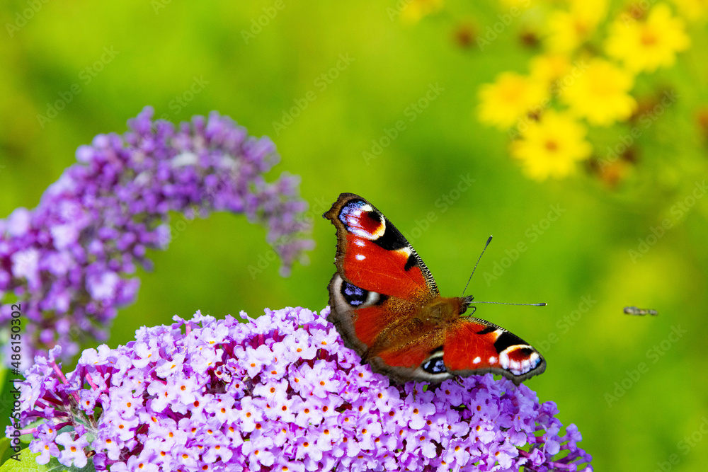 peacock butterfly sitting on a purple flower peacock butterfly sitting on a purple flower