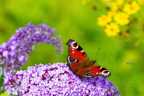 peacock butterfly sitting on a purple flower