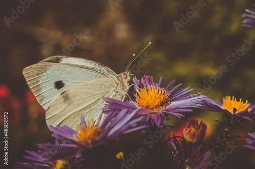 insect motley butterfly sits on flowers wallpaper