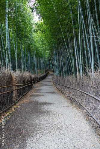 Fototapeta Naklejka Na Ścianę i Meble -  The Arashiyama Bamboo Forest in Kyoto, Japan in the early morning with a trail through the forest.