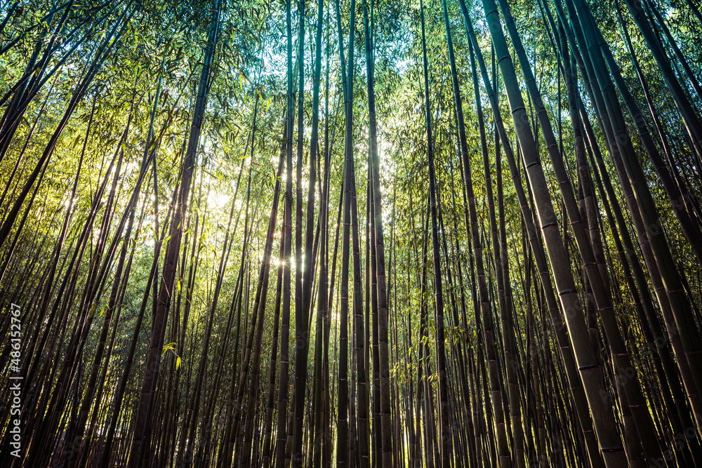 The Arashiyama Bamboo Forest in Kyoto, Japan in the early morning with a trailA pathway through a bamboo forest in the early morning at Kodaiji Temple in Kyoto Japan. The Arashiyama Bamboo Forest in Kyoto, Japan in the early morning with a trailA pathway through a bamboo forest in the early morning at Kodaiji Temple in Kyoto Japan.