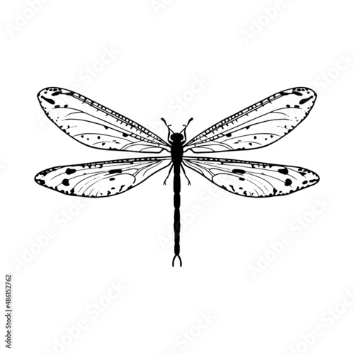 Contour drawing of a dragonfly on a white background. Doodle style. A design element.
