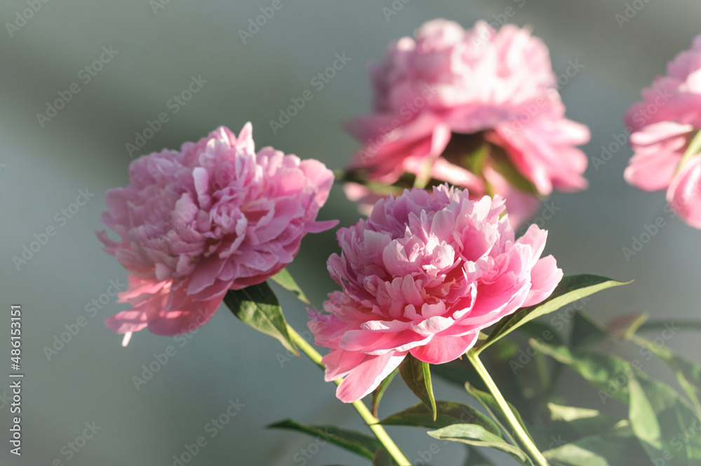 Fototapeta premium Bouquet of peonies on a gray-green background. Selective focus with blurred background. copy space. The concept of holidays, congratulations