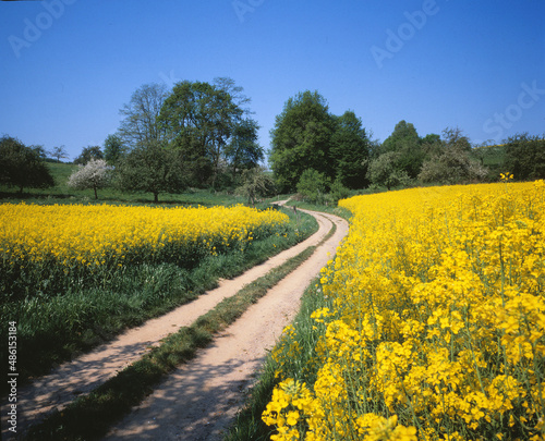 Fotografia Feldweg im Odenwald