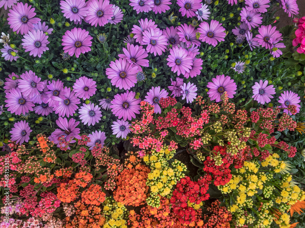 Obraz premium colorful flowers background