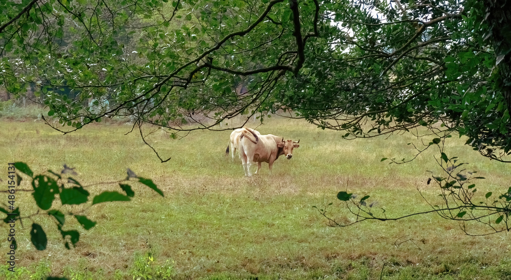 Cow grazing in a meadow under the trees Cow grazing in a meadow under the trees