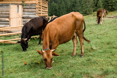 Cows eating grass against the background of the mountain valley. Cows grazing on pasture. Beefmaster cattle standing in a green field  farming concept