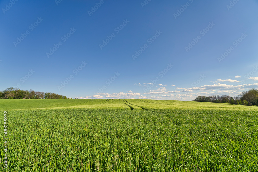 Beautiful sunset on wheat field and blue sky Beautiful sunset on wheat field and blue sky