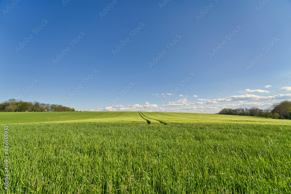 Beautiful sunset on wheat field and blue sky