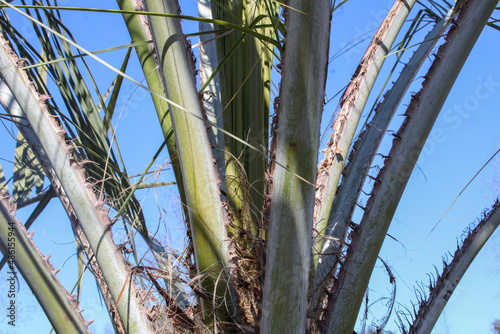 Palm Tree With Leaves against A Blue Sky.