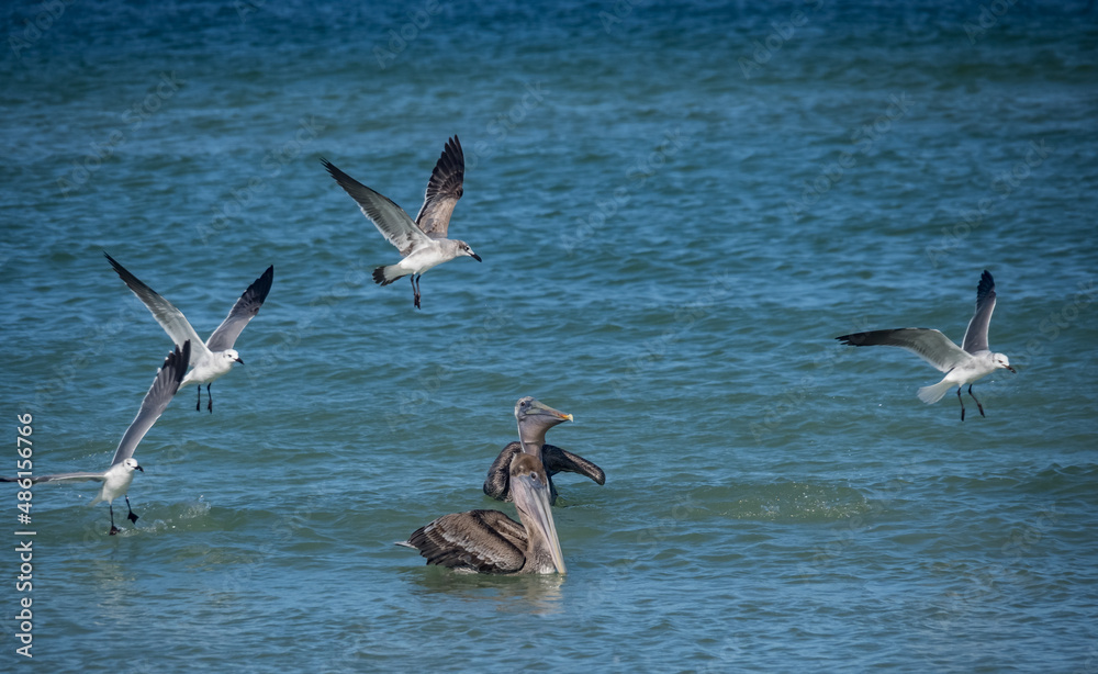 Naklejka premium Birds feeding at the beach Florid USA