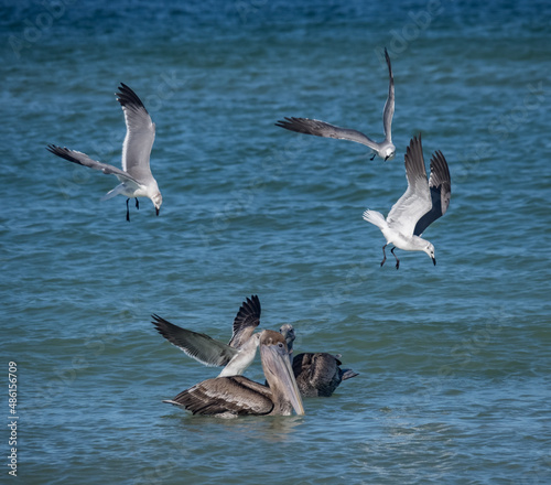 Birds feeding at the beach Florid USA