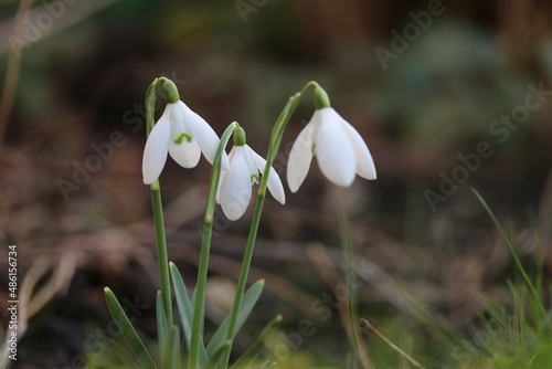 a group of three white snowdrops in the flower garden with a dark background in winter © Angelique