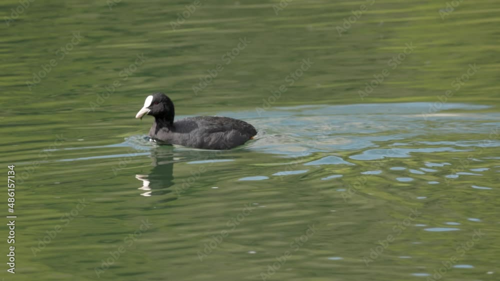 black coot in lake, frantic foraging in water, animal swims back and forth picking things out of water, daytime, sunshine black coot in lake, frantic foraging in water, animal swims back and forth picking things out of water, daytime, sunshine