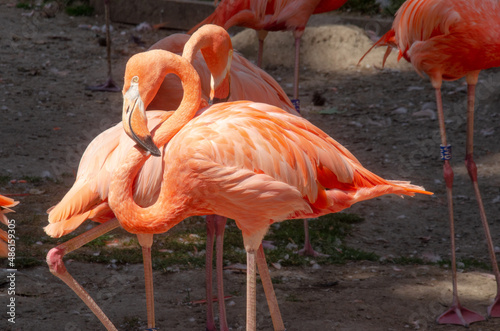 Köln Zoo: Die Flamingos sind die einzige Familie innerhalb der Ordnung der Phoenicopteriformes	