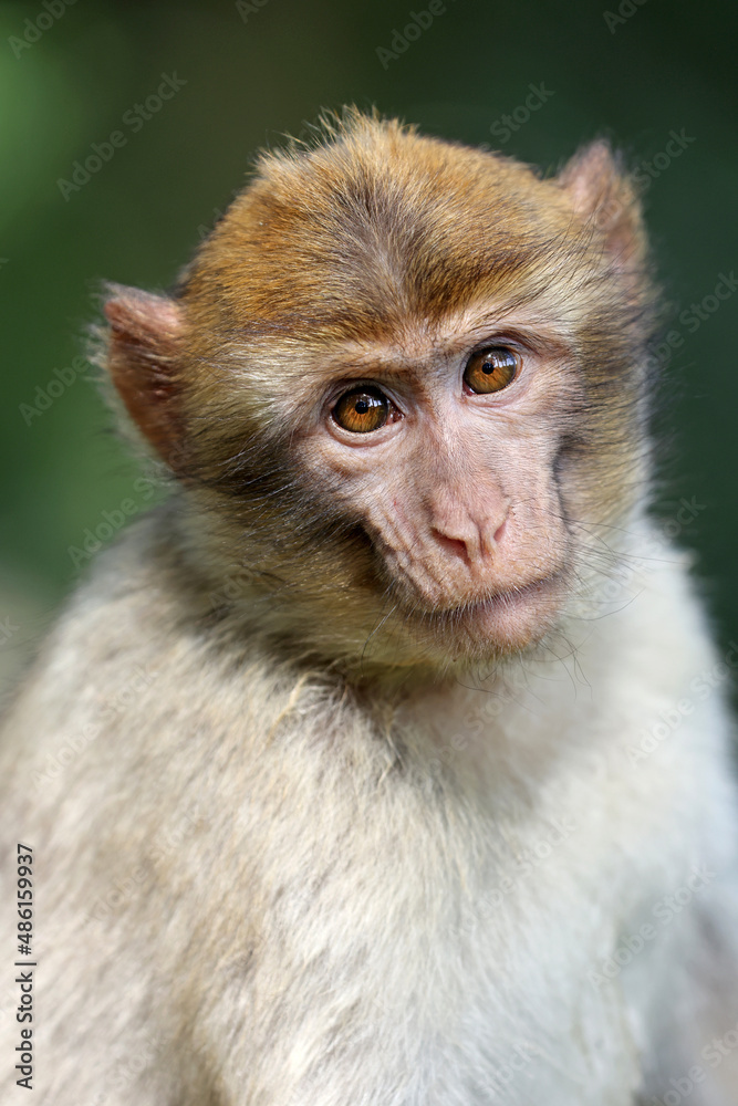 Barbary macaque, Macaca sylvanus, primate head portrait