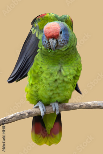 red-tailed amazon parrot, Amazona brasiliensis photo