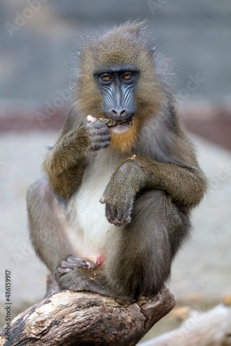 mandrill baboon monkey  Mandrillus sphinx