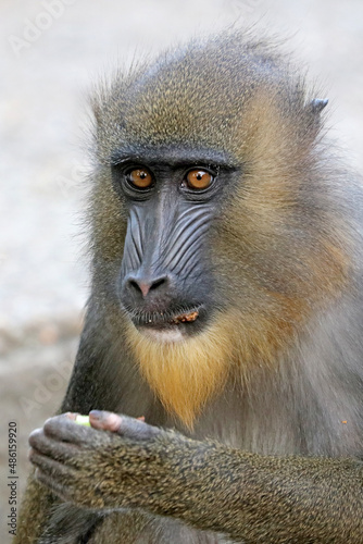 mandrill baboon monkey, Mandrillus sphinx looking at camera © Edwin Butter