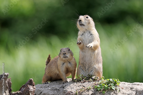 Prairie dogs, genus Cynomys outdoors in nature photo