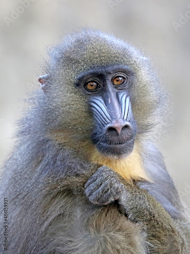 mandrill baboon monkey, Mandrillus sphinx © Edwin Butter