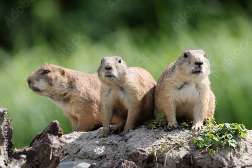 Prairie dogs, genus Cynomys outdoors in nature © Edwin Butter