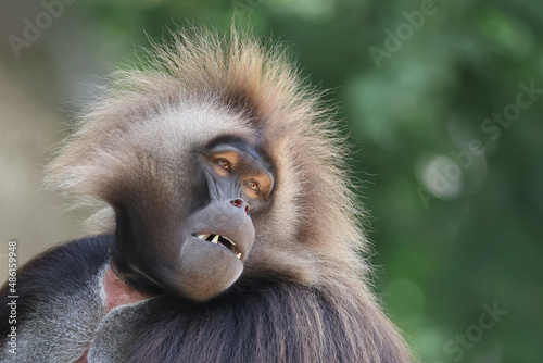 Male gelada, Theropithecus gelada, hairy primate, face expression