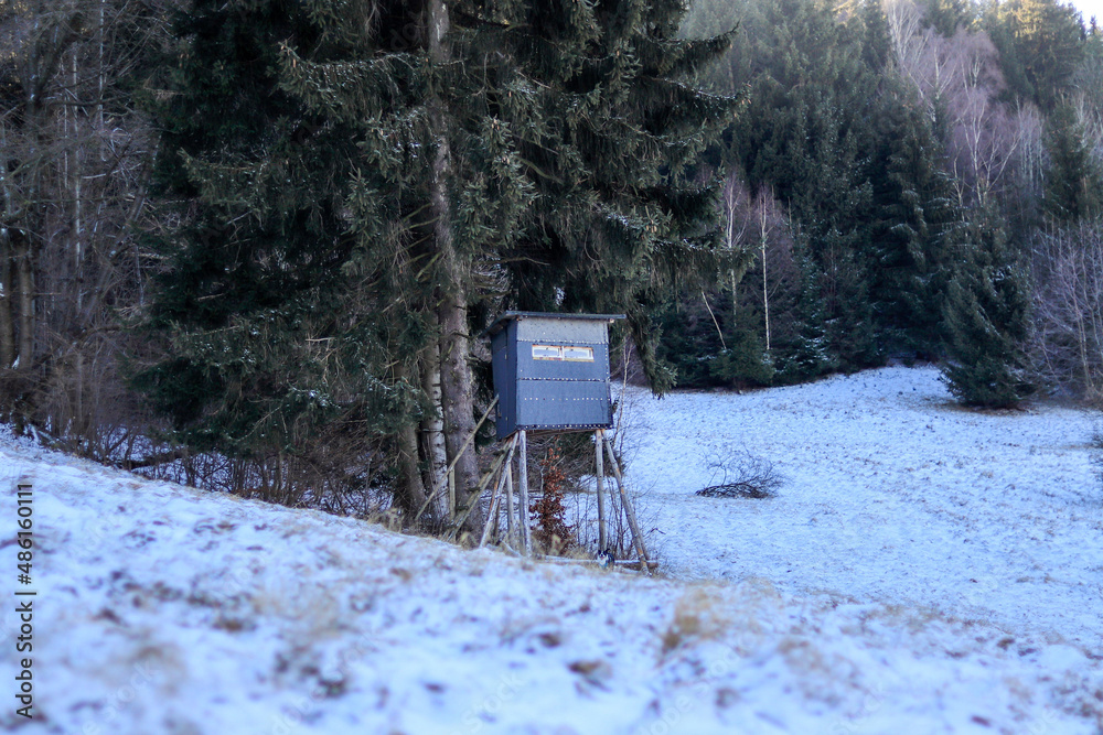 winter in the forest winter in the forest