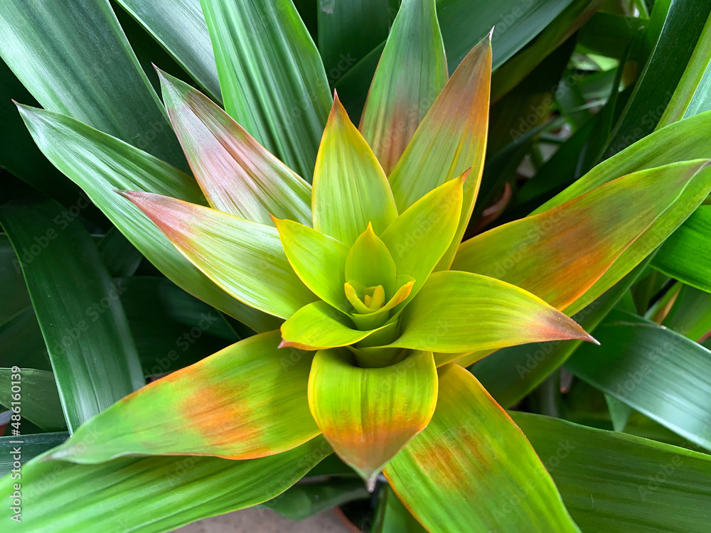Fototapeta premium Pots with Guzmania lingulata in the greenhouse
