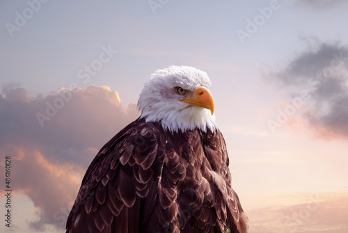 Portrait of an American male Bald Eagle before evening sky