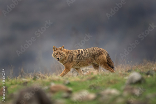 Golden jackal searching for food. Jackal moving in the Bulgaria mountains. Carnivore during winter. European nature. 