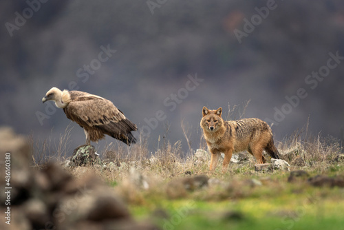 Golden jackal and griffon vultures searching for food. Jackal and vulture moving in the Bulgaria mountains. Scavengers during winter. European nature.