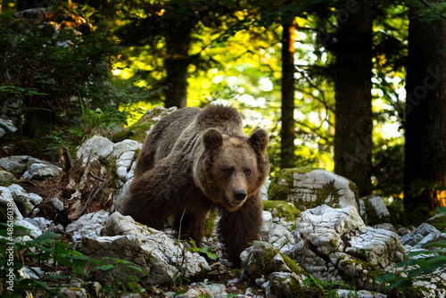 Brown bear searching for food. Bears moving in the Slovenia forest.  European nature. © prochym