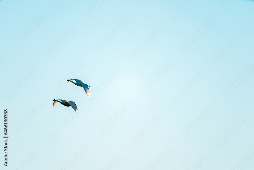 Obraz premium Flying Swans Birds in Ridgefield National Wildlife Refuge, Washington State