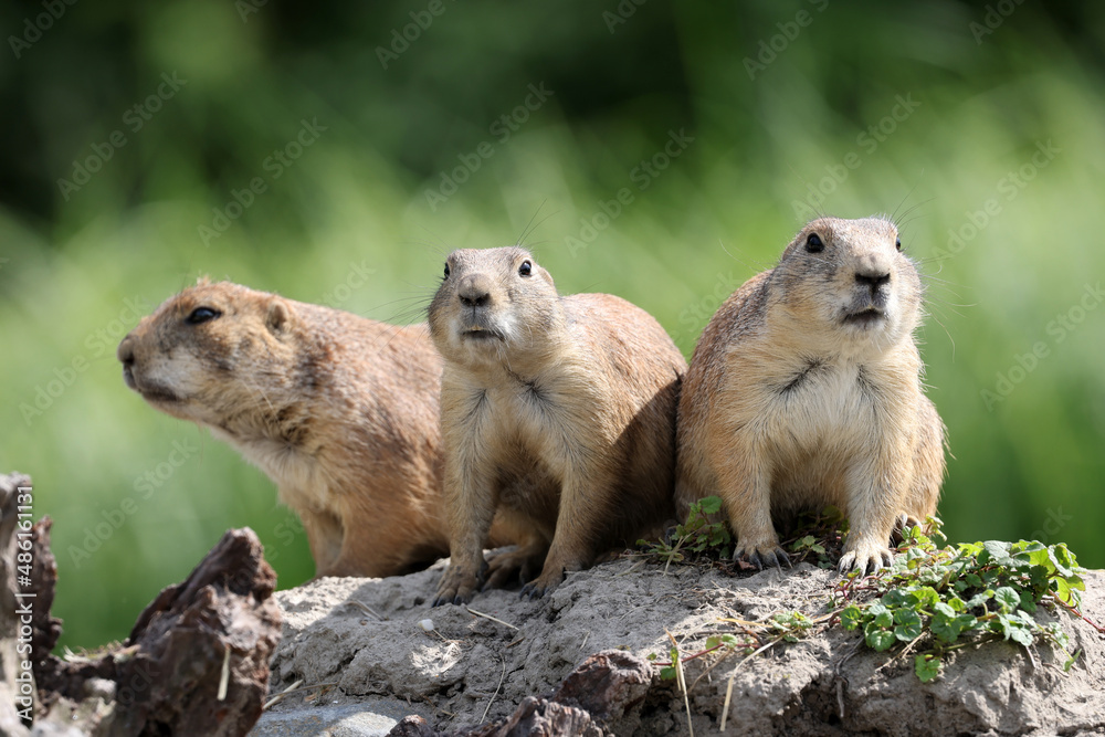 Prairie dogs, genus Cynomys outdoors in nature Prairie dogs, genus Cynomys outdoors in nature