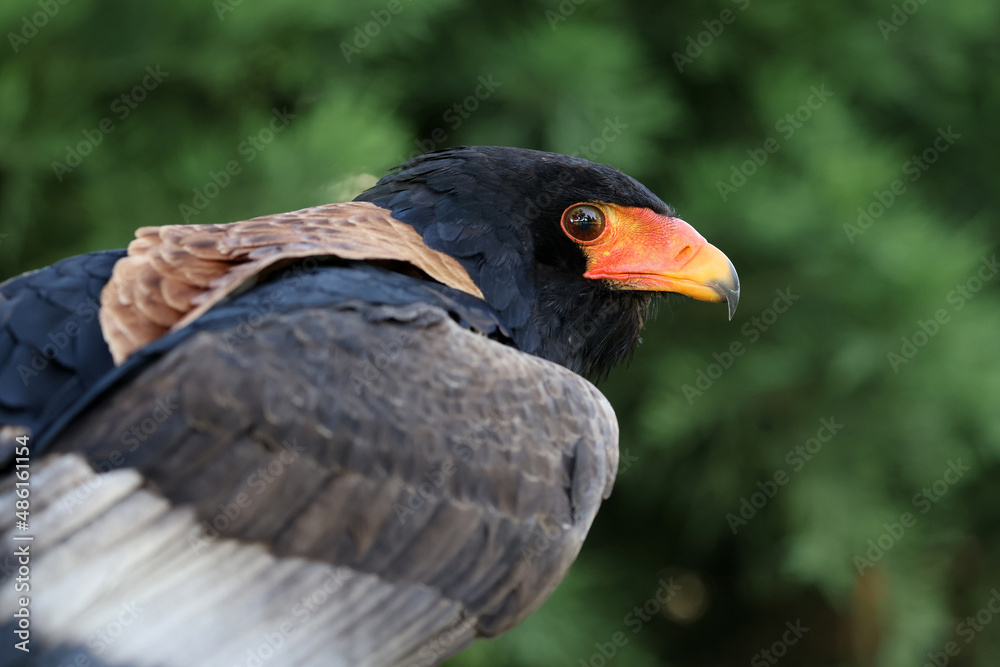 close up portrait of bateleur, Terathopius ecaudatus, bird with orange beak close up portrait of bateleur, Terathopius ecaudatus, bird with orange beak