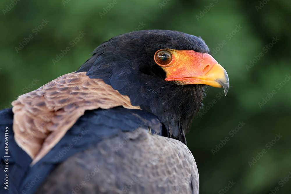 close up portrait of bateleur, Terathopius ecaudatus, bird with orange beak close up portrait of bateleur, Terathopius ecaudatus, bird with orange beak