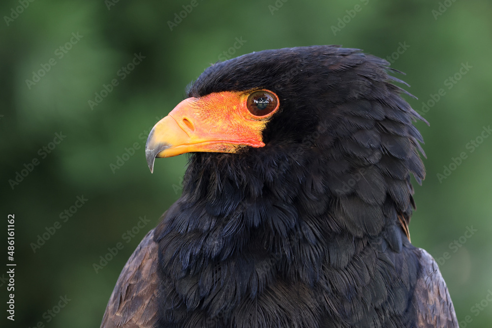 close up portrait of bateleur, Terathopius ecaudatus, bird with orange beak close up portrait of bateleur, Terathopius ecaudatus, bird with orange beak