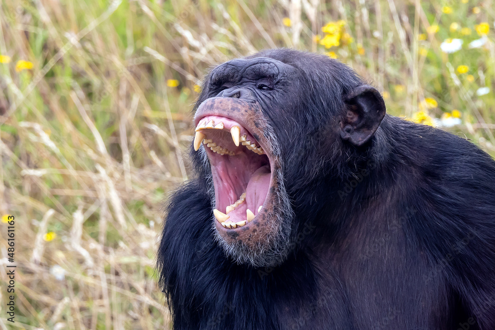screaming, aggressive wild chimpanzee primate, Pan troglodytes
